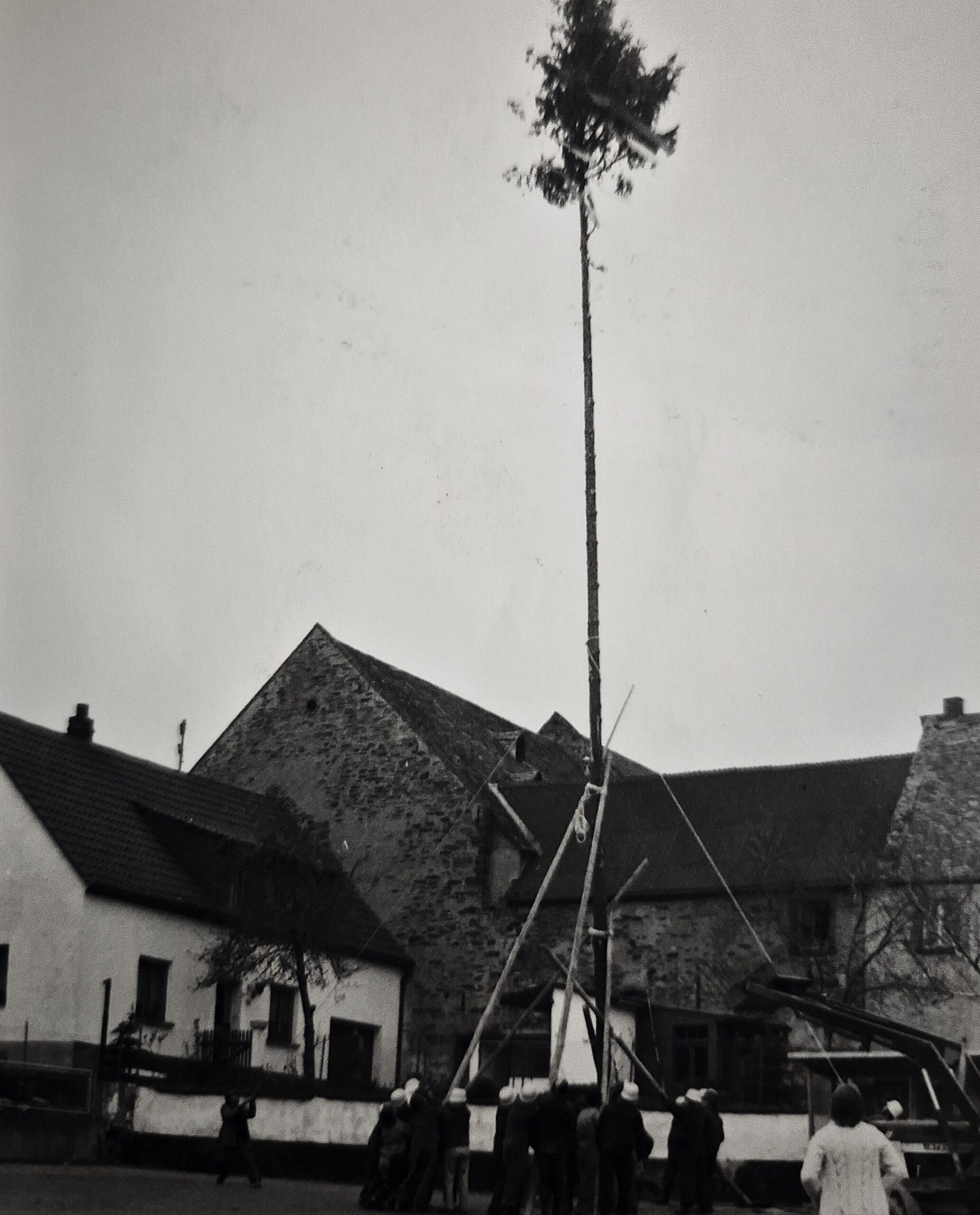 Maibaum aufstellen